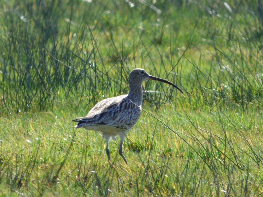 Der Große Brachvogel fühlt sich wohl im Kreis Paderborn. © A. Möller vom Amt für Umwelt, Natur und Klimaschutz des Kreises Paderborn